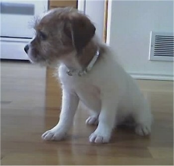 Side view - A white with tan Ratshi Terrier puppy is sitting on a hardwood floor and it is looking to the left. It has a bit of wiry looking longer hair on its head and neck.