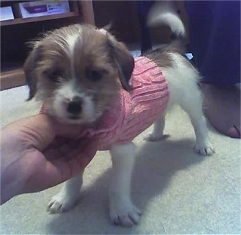 Front side view - A white with tan Ratshi Terrier puppy is wearing a pink sweater standing on a tan carpet looking forward. A person is rubbing the chest of the puppy. The dog's tail is wagging.