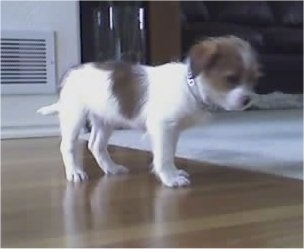 The right side of a white with tan Ratshi Terrier puppy that is standing on a hardwood floor and it is looking down and to the right.