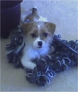 A wiry-looking white with tan Ratshi Terrier puppy is laying on an unraveled ball of blue and white yarn looking up.