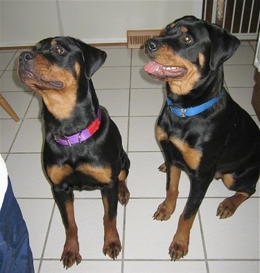 Two black and tan Rottweilers are sitting on a white tiled floor looking up and to the left. One dog is wearing a purple and red collar and the other is wearing a blue collar.