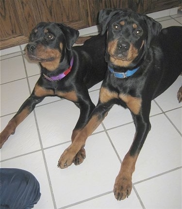 Front side view - Two black and tan Rottweilers are laying across a white tiled floor in front of a wooden cabinet. One is looking forward and the other is looking to the left.