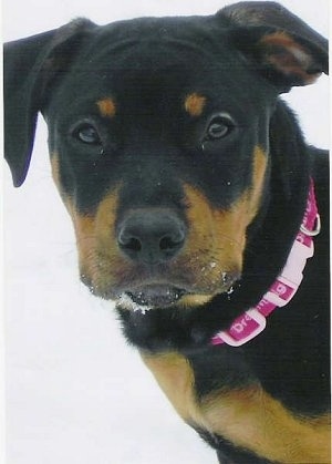 Close up head shot - A black with tan American Pitbull Terrier/Rottweiler mix puppy is wearing a hot pink collar standing in snow looking forward. It has snow on its mouth.