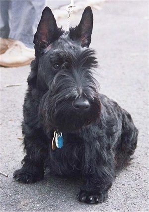 A low to the ground black Scottish Terrier dog with loner hair on its face is sitting on a blacktop surface. It is looking down and to the right.