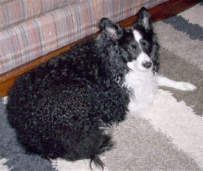 A thick, fat, curly coated, black with white Sheltidoodle is laying across a carpet and it is looking to the right. The dog has shorter hair on its face and perk ears.