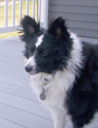 Front side view - A thick-coated, black with white Sheltidoodle dog standing on a gray deck outside of a house and it is looking to the left. It has perk ears, a thick coat with shorter hair on its face and a black nose.