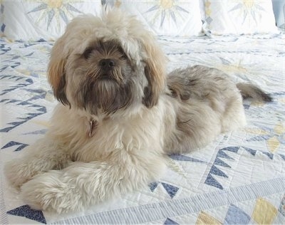 A thick, soft, long coated, tan with black and brown Shih Apso is laying across a bed and it is looking forward. The dog has a lighter body and a dark face and tips of its ears with some black on its back.