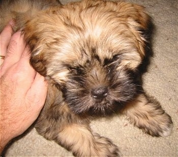 Close up - A fluffy brown with black Shih Apso puppy is laying on a carpet, it is looking up and its head is leaning towards a hand that is on its side.