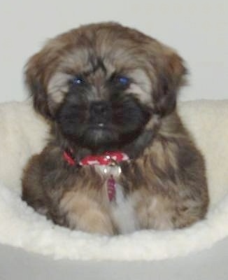 Close up - A thick coated, soft-looking, black and brown with white Shih Apso puppy is laying on a dog bed and it is looking forward.