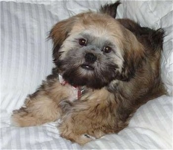 A thick coated, blak and brown with white Shih Apso is laying on a couch and it is leaning against a pillow. The dog's face looks like an Ewok from Star Wars.