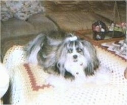A long haired, grey with white Shih Apso dog is laying on top of a knit afghan blanket that is on top of an ottoman. It has a ribbon in its top knot.