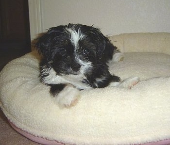 A little fluffy black with white and tan Shih Apso puppy is laying on a tan dog bed and it is looking forward.