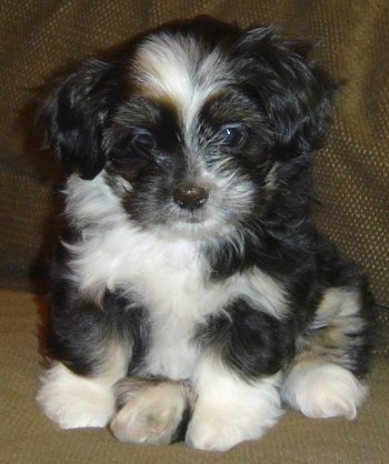 Close up front view - A small, fluffy, black with white and tan Shih Apso puppy is sitting on a couch, it is looking down and forward.