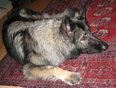 Close up - A black and grey with tan Shiloh Shepherd is laying down on a red rug and it is looking to the right.