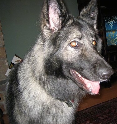 Close up head shot - A black and grey with tan Shiloh Shepherd dog standing on a rug and it is looking to the right. Its mouth is open and its tongue is sticking out.