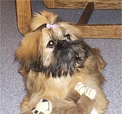 Close up front view - A brown and black with white Shinese puppy is laying on a carpet, it has a pink ribbon in its hair, it is looking up and to the right. There is a plush monkey under it.
