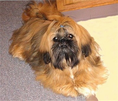 A longhaired brown with black and white Shinese dog is laying across carpet, it has a blue rubber band in its head, it is looking up and forward. Its body is reddish tan and its face is black. It has black tips on its brown ears and a blue band in its top knot.