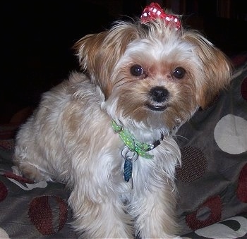 Front view - A tan with brown Shorkie Tzu puppy is wearing a red polkadot bow in its hair, it is looking forward and it is laying across a bed. It has long soft looking fur, a black nose, black lips and round black eyes.