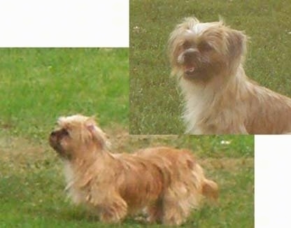 A tan with white Shorkie Tzu is standing on a grass surface and it is looking to the left. There is another image overlayed in the top right of a head shot of the same dog sitting in grass panting and looking to the left.