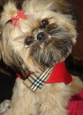 Close up front view - A tan with black Shorkie Tzu puppy wearing a red with tan, black and white scarf, with its head tilted to the left looking forward. It has a red bow holding the hair out of its eyes. Its nose is black and its round black eyes are wide.
