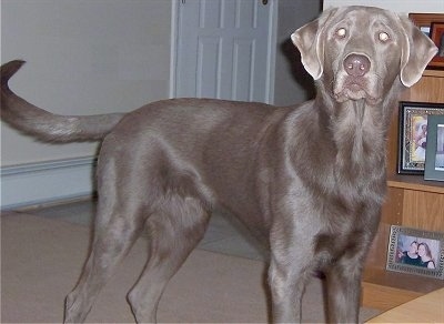 A silver Labrador Retriever is standing in front of a couch in a living room with a bookshelf that has family pictures on it behind it.