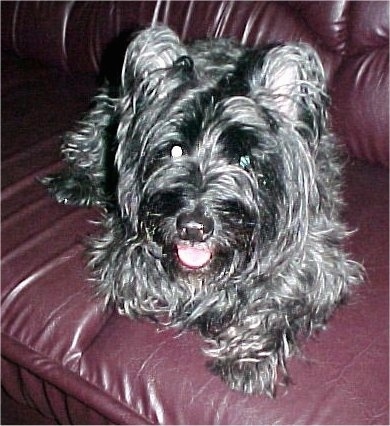 Close up - A shiny coated, black Skye Terrier dog laying across a red leather couch, it is looking forward, its mouth is slightly open and it looks like it is smiling.