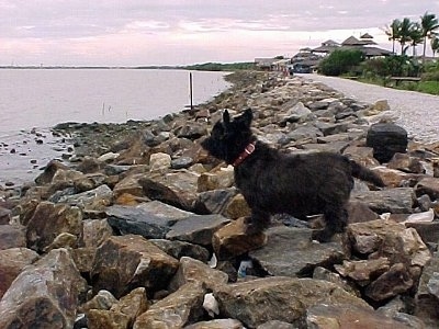 The left side of a black Skye Terrier dog standing across a pile of rocks along the bank of a shoreline  looking out at a body of water to the left of it. There are palm trees in the distance.