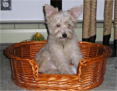 A tan Snorkie dog is sitting on a wicker basket and it is looking down. It has large perk ears.