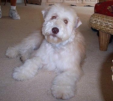 A tan and white Soft Coated Wheaten Terrier puppy is laying on a carpet, it is looking forward and its head is slightly tilted to the right. It has wide yellow eyes.