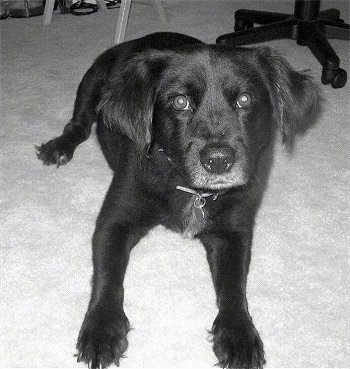 A black with white Spanador dog is laying on a tiled surface, it is looking forward and up. It has a short coat with fluffy hair on its ears.