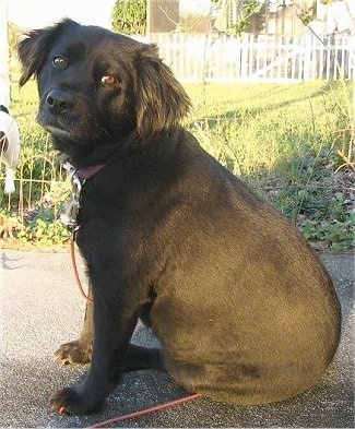 The right side of a black Spanador dog that is sitting across a blacktop surface, it is looking forward and its head is tilted towards the right. It has longer hair on its ears and wide brown eyes.