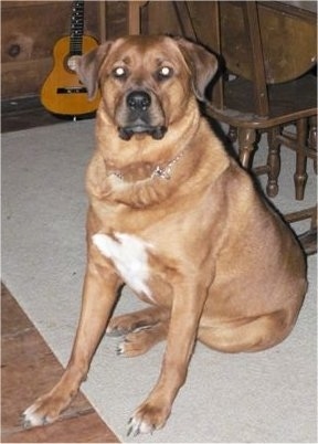 A red with white St. Weiler dog sitting on a rug in a cabin looking forward. There is a wooden table and a guitar behind it. The dog has a thick neck, a black nose, black lips, round eyes and soft ears that hang down.