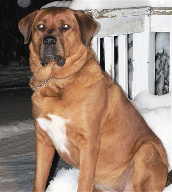 The front left side of a red with white St. Weiler dog sitting in snow outside on a wooden deck next to a white railing looking forward.