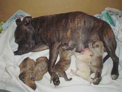 A brindle Stafordshire Bull Terrier dam is laying on her right side and on top of a blanket. She is feeding a litter of Staffordshire Bull Terrier/Shar Pei puppies.