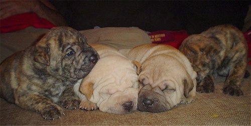 A litter of Staffordshire Bull Terrier/Shar Pei mix puppies are sitting and sleeping on a carpet lined up in a row. They are from left to right, brown brindle, cream, tan and brown brindle.