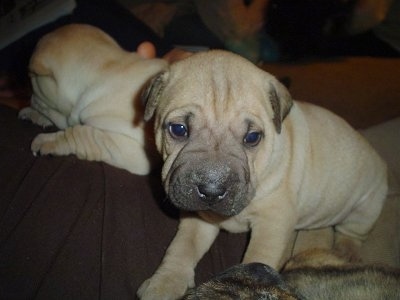 Two wrinkly, tan Staffordshire Bull Terrier/Shar Pei mix puppies are laying on top of a persons body.