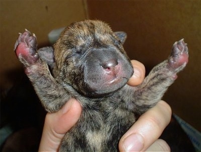Close up front view upper body shot - A newborn brown brindle Staffordshire Bull Terrier/Shar Pei mix breed puppy is being held in the air by a persons hand. The puppies front paws are spread out to the sides and its eyes are closed.