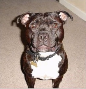 Top down view of a wide black and white Staffordshire Bull Terrier dog sitting on a carpet and looking up. The dog has a smile on his face that looks like the Joker from Batman.
