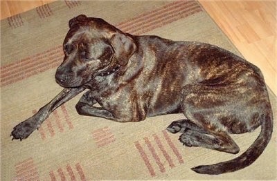 Side view from the top looking down at the dog - A brown brindle Staffordshire Bull Terrier/Bull Mastiff mix breed dog is laying on a tan throw rug on top of a light colored hardwood floor and looking to the left.
