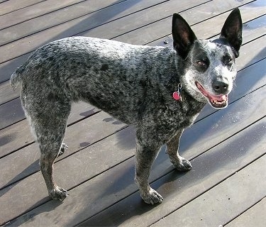 Side view - A gray, black and white Australian Stumpy Tail Cattle Dog standing on a wooden deck outside. It is looking forward, its mouth is open and it looks like it is smiling. It has large perk ears and a big black nose.