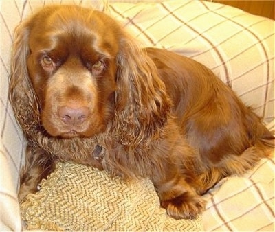Close up - A brown Sussex Spaniel is sitting against the corner of a couch and it is looking forward. It has droopy brown eyes and long hair on its long drop ears.