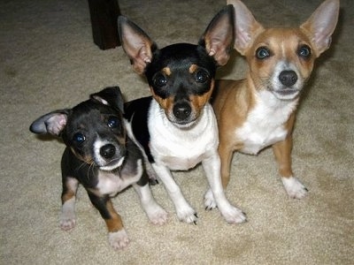 Top down view of three Rat Terriers that are sitting on a tan carpet looking up. The first dog is smaller with one ear out to the side and the other flopped over to the front and the other two dogs are larger with large perk ears.