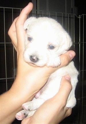 A young white Wee-Chon puppy is being held in the air by a persons hands. It has a short coat, a black with pink nose and small fold over ears.