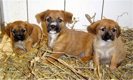 Three small short-haired brown with white and black Weshi puppies are laying on top of straw and they are all looking forward.