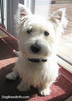 A white West Highland White Terrier is sitting on a red rug and to the right of it is a sliding glass door. It has fringe hair on its perk ears and a black nose and black eyes.