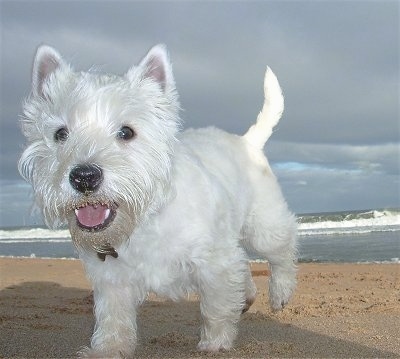 A Westie dog is walking across a sandy beach. Its mouth is open and it looks like it is smiling. There are ocean waves in the distance.