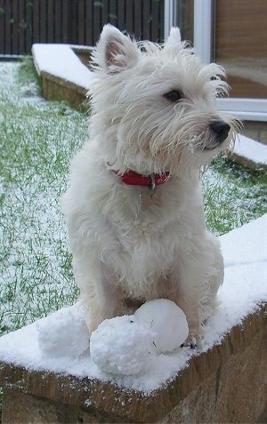 A West Highland White Terrier is sitting on a snowy brick surface and it is looking to the right. There are 3 snowballs in front of it. The dog has scruffy looking fur on its snout and softer looking hair on its belly, chest and legs.
