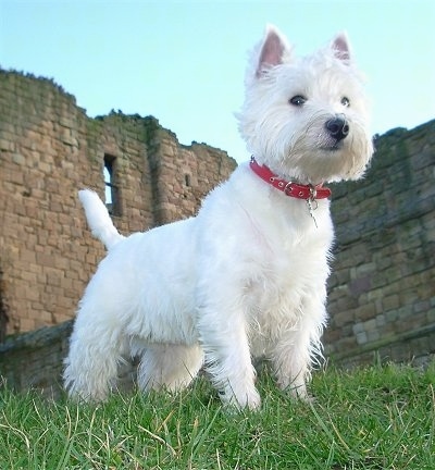 The front right side of a West Highland White Terrier that is wearing a red collar. It is standing across a grass surface and there is a dismantled brick building behind it. The dog has small perk ears and longer hair on its face with a black nose and dark almond shaped eyes.