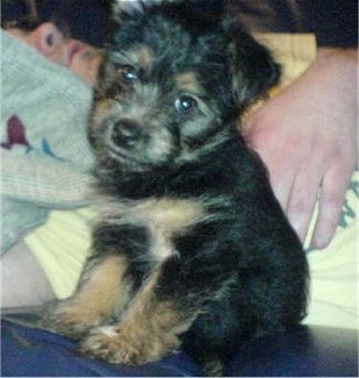 The front right side of a thick coated, black with brown Yoranian puppy that is sitting in front of a sleeping person. The puppy is looking forward and its head is tilted to the right. It has wide round eyes and a black nose.