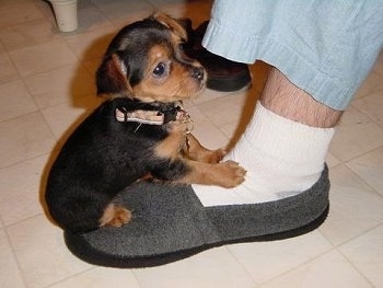 A short coated, black with brown Yoranian puppy is sitting on the foot of a person wearing a gray slipper. It has small ears that fold over to the sides.